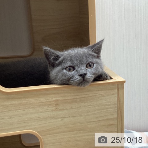 ブリティッシュショートヘアの写真