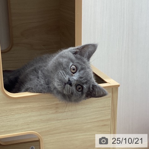 ブリティッシュショートヘアの写真