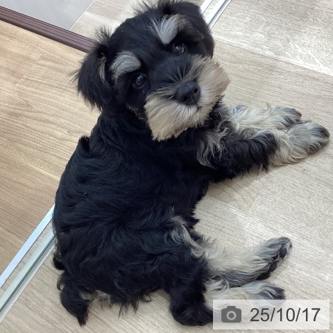 ミニチュア・シュナウザーの写真