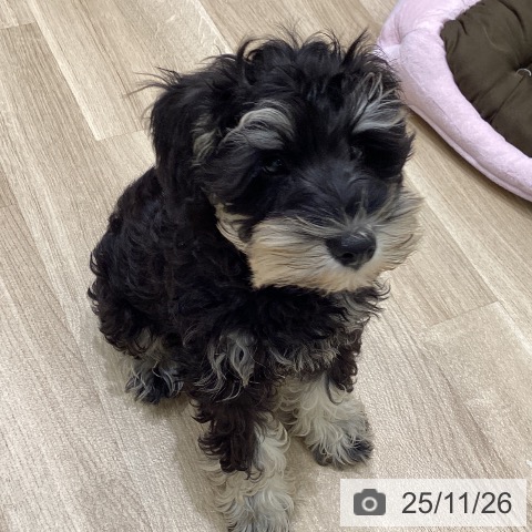 ミニチュア・シュナウザーの写真