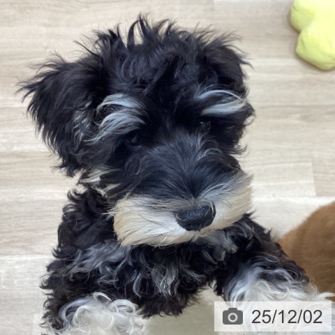 ミニチュア・シュナウザーの写真