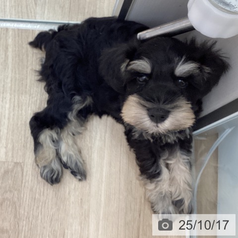 ミニチュア・シュナウザーの写真