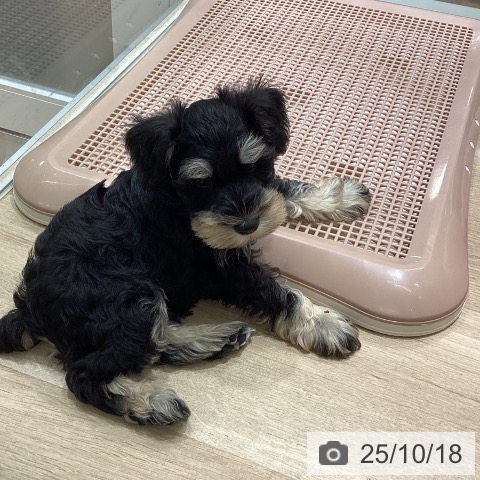 ミニチュア・シュナウザーの写真