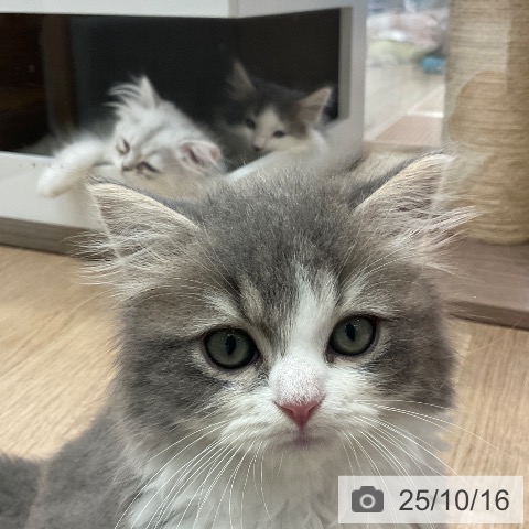 スコティッシュフォールドの写真