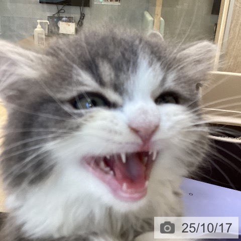 スコティッシュフォールドの写真