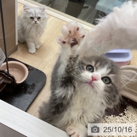 スコティッシュフォールドの写真