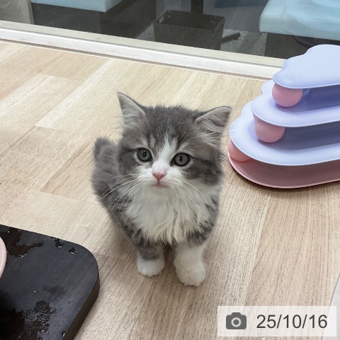 スコティッシュフォールドの写真