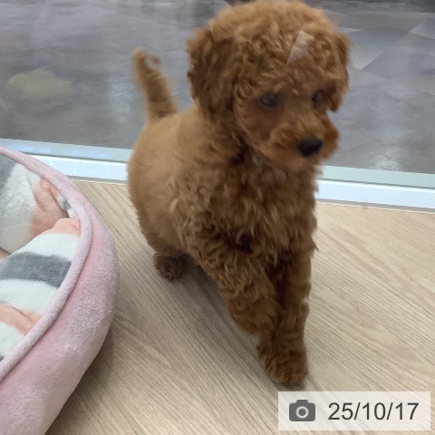 トイ・プードルの写真