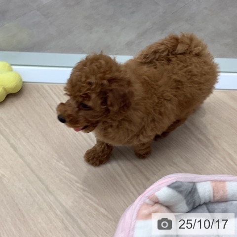 トイ・プードルの写真