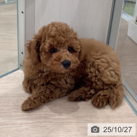 トイ・プードルの写真