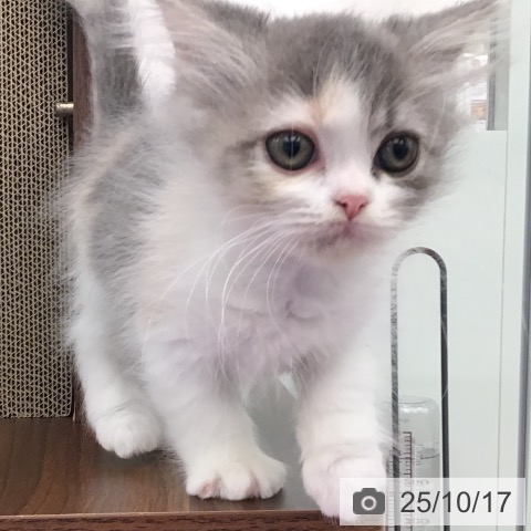 マンチカンの写真
