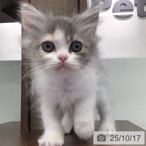マンチカンの写真