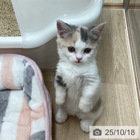 マンチカンの写真