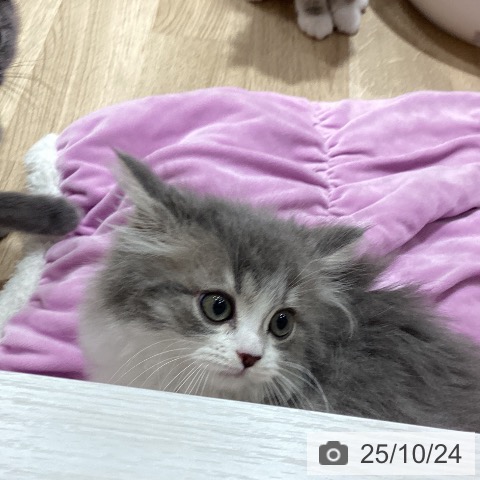 スコティッシュフォールドの写真