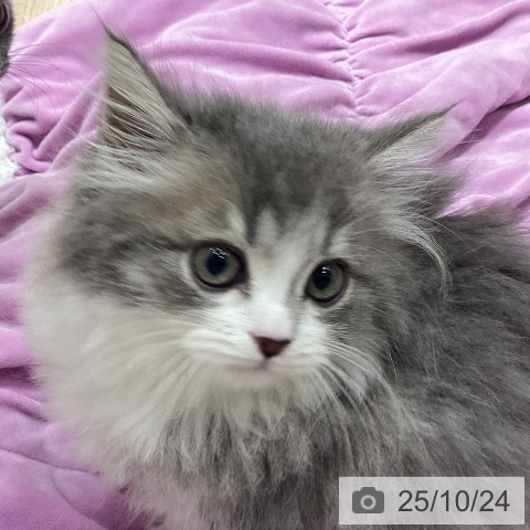 スコティッシュフォールドの写真