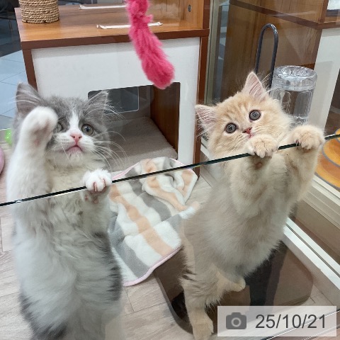 スコティッシュフォールドの写真