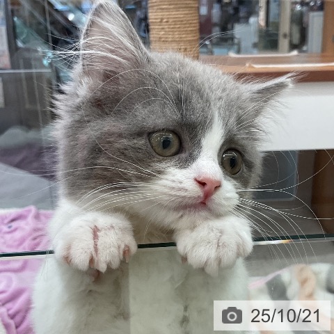 スコティッシュフォールドの写真