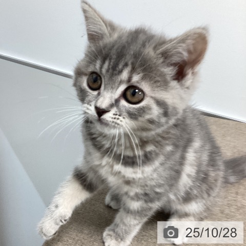 ペッツワン 阿見店 | スコティッシュフォールドの詳細情報 | 子犬