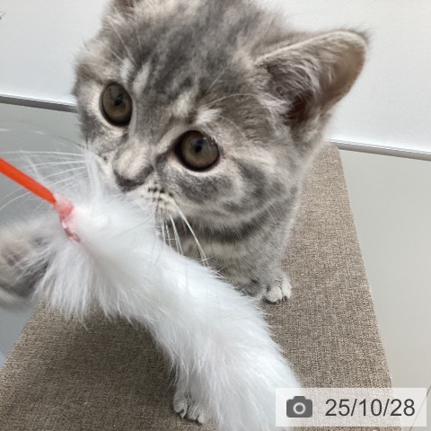 ペッツワン 阿見店 | スコティッシュフォールドの詳細情報 | 子犬