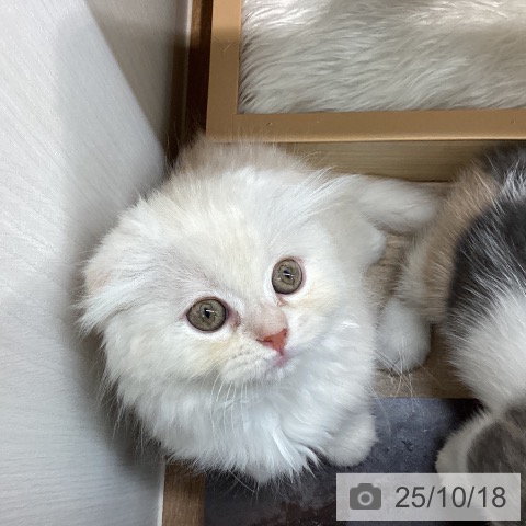 スコティッシュフォールドの写真