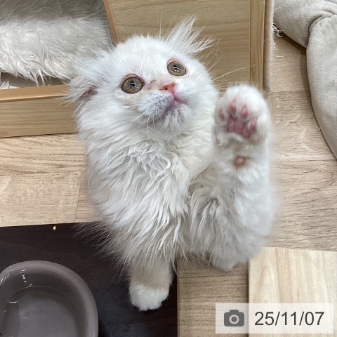 スコティッシュフォールドの写真