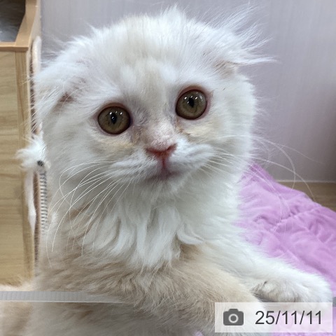 スコティッシュフォールドの写真