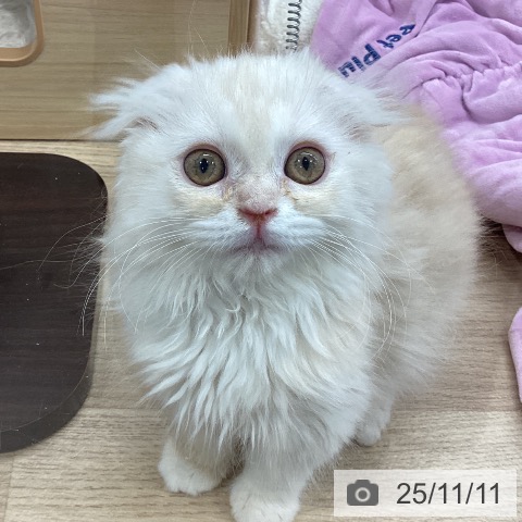 スコティッシュフォールドの写真