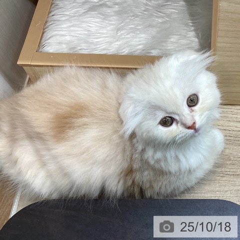 スコティッシュフォールドの写真