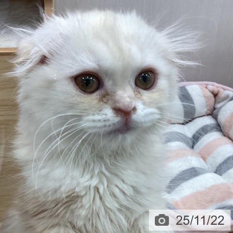 スコティッシュフォールドの写真