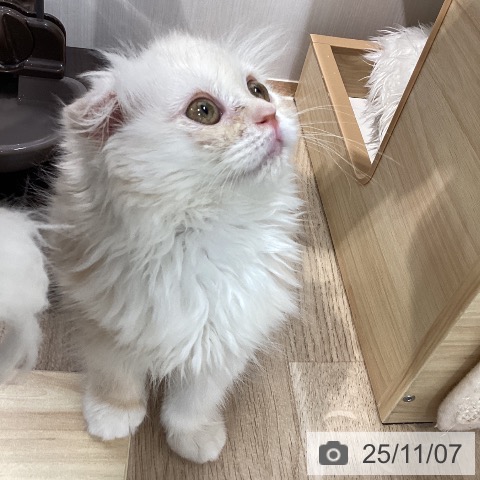 スコティッシュフォールドの写真