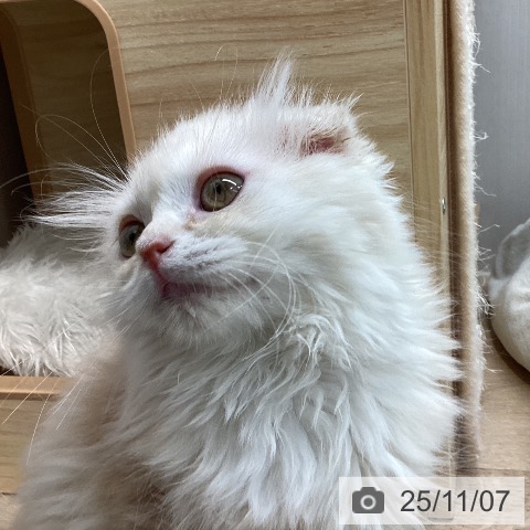 スコティッシュフォールドの写真