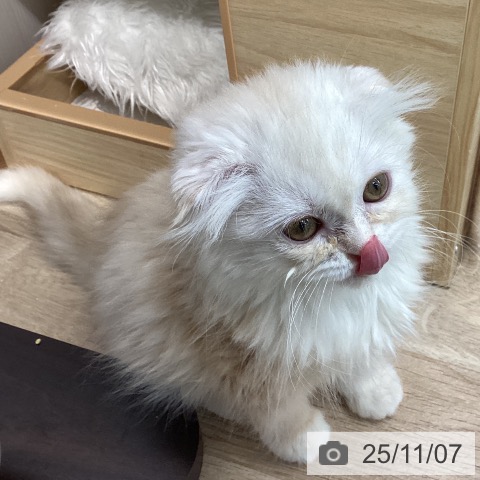 スコティッシュフォールドの写真