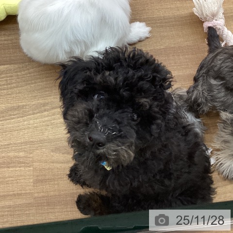東京都のトイプードル(トイ) (ペッツワン 青梅インター店/2025年8月15日生まれ/男の子/ブラックタン)の子犬の4枚目の画像