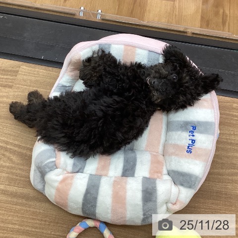 東京都のトイプードル(トイ) (ペッツワン 青梅インター店/2025年8月15日生まれ/男の子/ブラックタン)の子犬の3枚目の画像