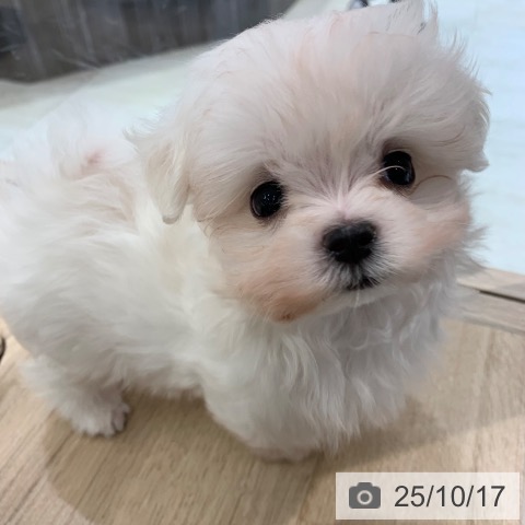 マルチーズの写真