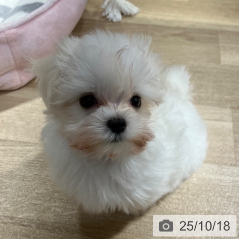 マルチーズの写真