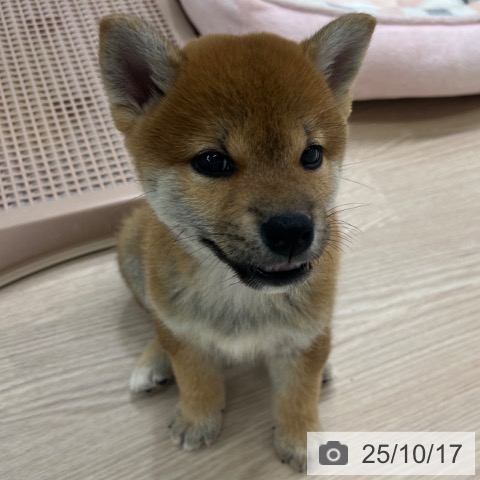 柴の写真