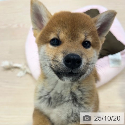 柴の写真