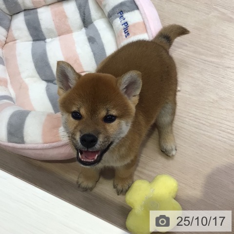 柴の写真