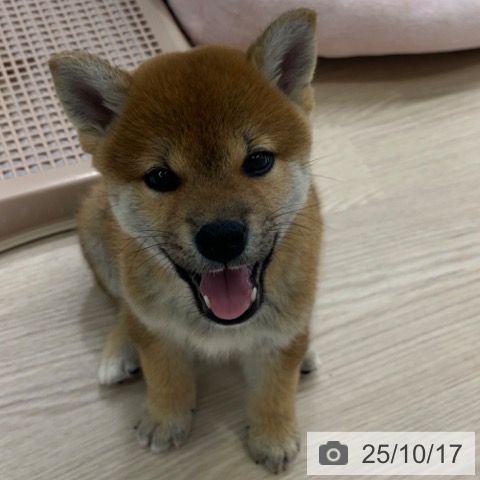 柴の写真