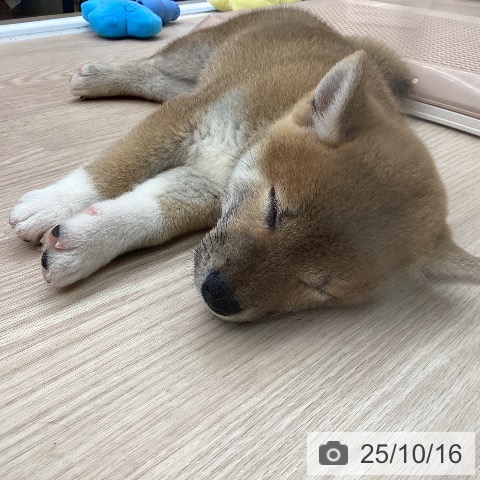 埼玉県の柴犬(標準サイズ) (ペットプラス 八潮店/2025年8月15日生まれ/男の子/赤)の子犬の4枚目の画像