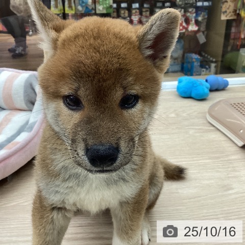 埼玉県の柴犬(標準サイズ) (ペットプラス 八潮店/2025年8月15日生まれ/男の子/赤)の子犬の3枚目の画像