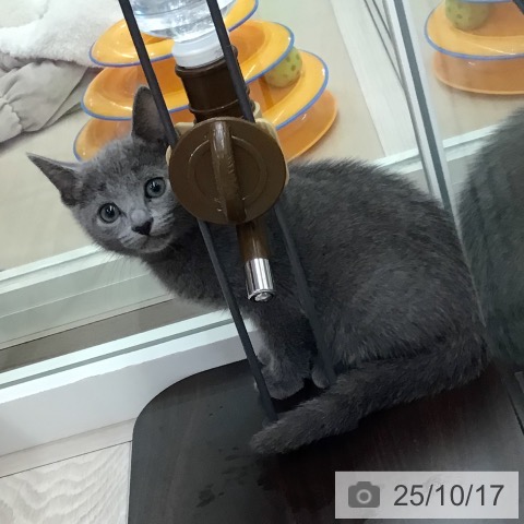 ロシアンブルーの写真