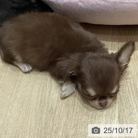 チワワの写真
