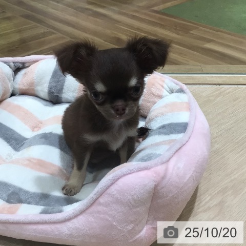 チワワの写真