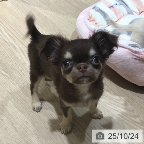 チワワの写真