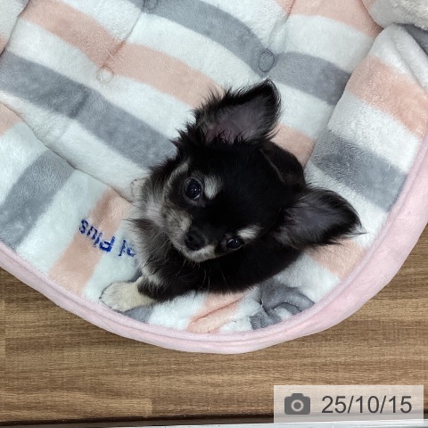 チワワの写真