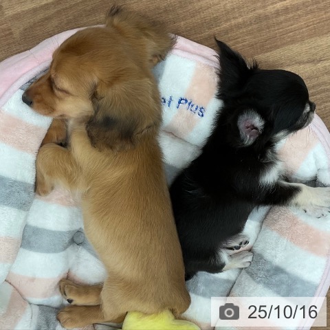 チワワの写真
