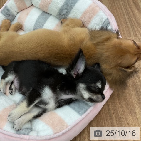 チワワの写真