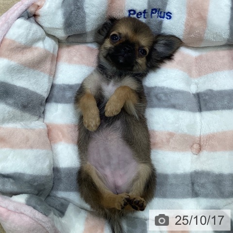 チワワの写真